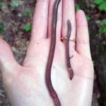 The Various Species of Earthworms and Their Differences – Part 2: Pheretima and Jumping Worms