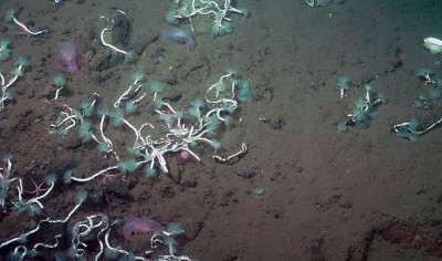 Study of Laminatubus and Bispira Worms at Bottom of Ocean Floor Reveals Methane-Eating Methanotrophs