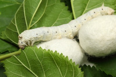 The Magic and Tragedy of Silkworms: Thousands Killed for Each Foot of Silk