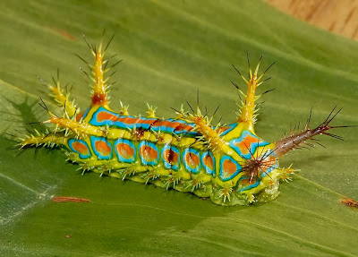 Three of the Most Breathtaking Caterpillars (Part 2)