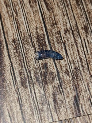 Blue Larvae in Bedroom May Be Labyrinth Moth Caterpillars