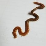 Centipede and Millipedes Coexist in this Reader’s Home and She has Questions