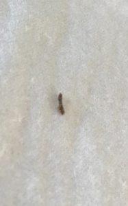 Striped, Brown, Worm-like Creature Found in Dryer Lint is a Carpet ...