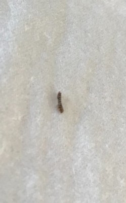Striped, Brown, Worm-like Creature Found in Dryer Lint is a Carpet Beetle Larva