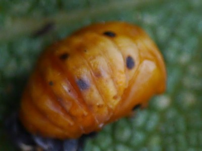 Orange and Gray Bugs Found on Sage Plant are Harlequin Ladybird Pupae