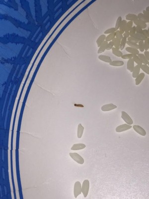 Bug Found Alive in Rice Container is an Indianmeal Moth Larva