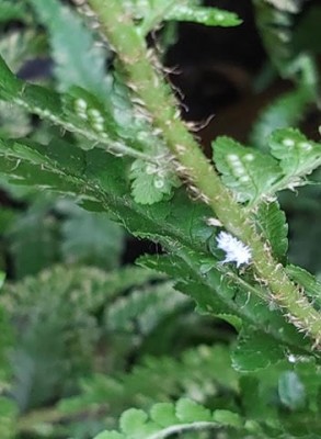 White, Fuzzy Critter on Plant in Belgium is a Mealybug