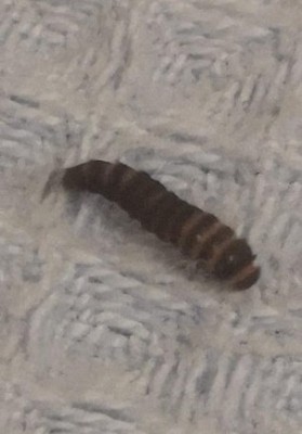 Black, Shiny Worms Weaving In Between Couch Cushions are Black Carpet Beetle Larvae