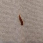 Tiny, Fuzzy Creatures Found in Bathroom are Carpet Beetle Larvae
