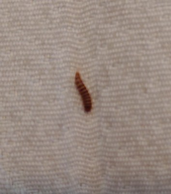 Tiny, Fuzzy Creatures Found in Bathroom are Carpet Beetle Larvae