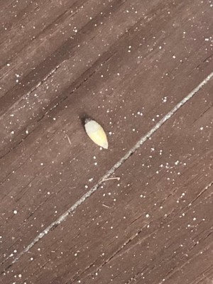 Plump, White Worm-like Creature on Front Porch is a Root Weevil Larva