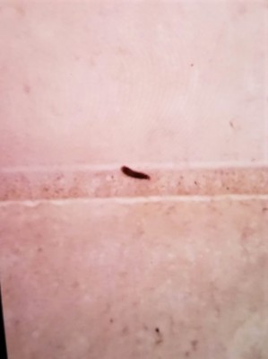 Small, Dark Brown Worms in Townhouse Kitchen and Bathrooms are Drain Fly Larvae