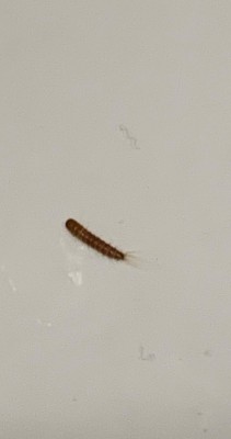 Bristly, Black and Brown Larvae in Bassinet are Carpet Beetle Larvae