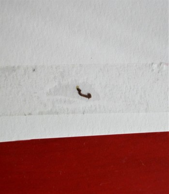 Maroon Worm Found On Bed Comforter is an Inchworm