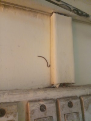 "Is it a Baby Snake?" Asks Reader About the Dark, Slender Serpent On Her Wall