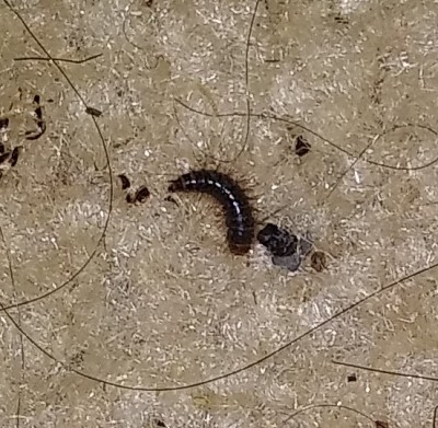 Glossy Black, Segmented Creature is a Carpet Beetle Larva