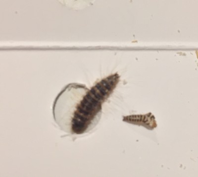 Striped, Bristly Creatures in Bag of Dehydrated Chicken are Carpet Beetle Larvae