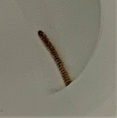 Yellow and Reddish-Brown Striped Worm in Toilet is a Drain Fly Larva