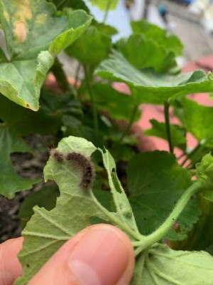Fuzzy, Brown Creature Nibbling on Geraniums Could Be Cream-spot Tiger Moth & Fox Moth Caterpillars