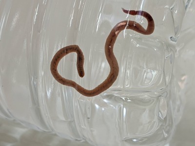 Snake-like Creature Found in This Man's Toilet