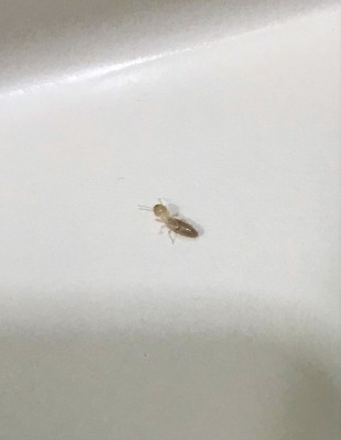 See-through Bugs Surrounding Bathroom Sink are Either Worker Termites or Ants