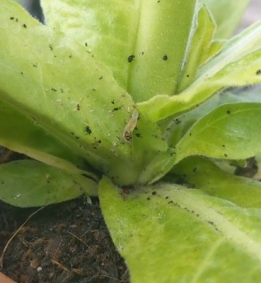 Little Clear Larvae on Plants are Dark Posy Caterpillars