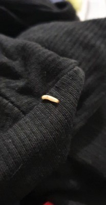 Webbing Clothes Moth Larvae Found Between Clothing in Basement