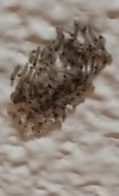 "Yikes!" Say This Couple Upon Discovering Cluster of American Ermine Moth Larvae On Their Ceiling