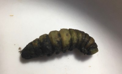 Strange, Green Caterpillar Found Near Garden is a Cutworm