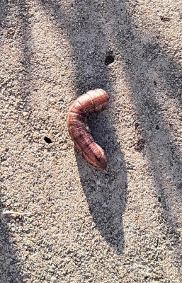 Polka-dotted Pink Worm with Large Eye Spot is a Pandora Sphinx Moth Caterpillar