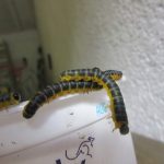 Black Worms Hiding Under Sprinklers Could be Millipedes or Sawfly Larvae