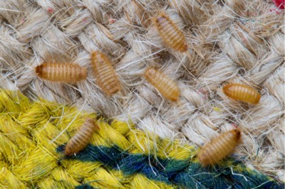 carpet beetle larva larvae