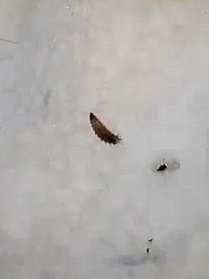 Dark Gray Larvae Found in Bathroom After Leak Could be Drain Fly Larvae or Carpet Beetle Larvae