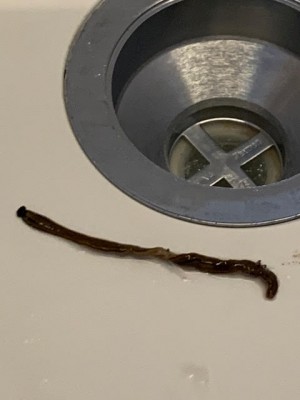 Long Black Worm Found Wrapped Around the Leg of a Dog is a Hammerhead Flatworm