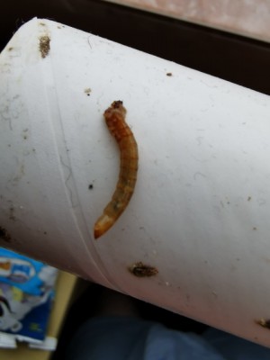 Striped Worms Found in Air Vent are Wireworms and One Lonesome Carpet Beetle Larva