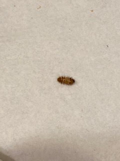 Bug of Brown Stripes and Bantam Bristles is a Carpet Beetle Larva