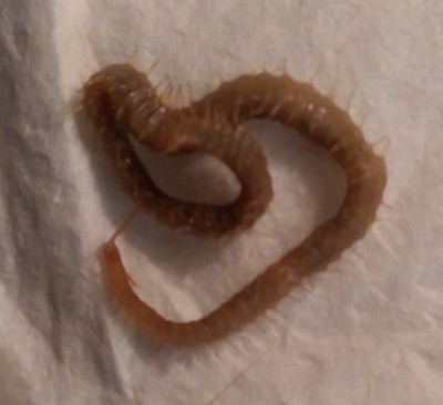 Multi-legged, Yellow Worm-like Creature is a Centipede