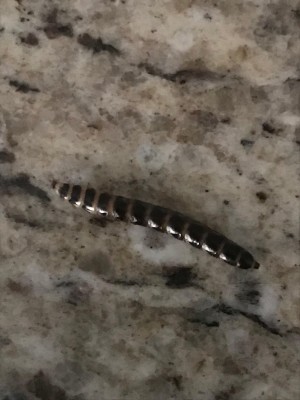 Black and White-Striped Worm Found on Bed is a Redbud Leaffolder Caterpillar