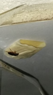 Black Blister Beetle Found Stuck on Tape