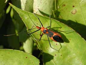 Deep Orange Worms with Black Legs on Passion Vine are Milkweed Assassin Bugs