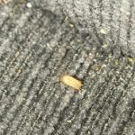 Yellow Shell of Worm-like Bug is the Shed Skin of a Carpet Beetle Larva