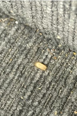Yellow Shell of Worm-like Bug is the Shed Skin of a Carpet Beetle Larva