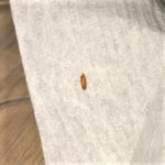 Brown-Striped Larva Found in Baby’s Crib is a Carpet Beetle Larva