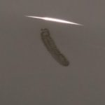 See-through Worm with Long Appendages in Toilet is a Bristle Worm