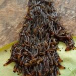 Cola-colored Mass of Worm-like Creatures on Patio are Sawfly Larvae