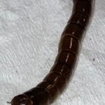 Glossy, Black, Segmented Worm-like Creature with Pincers is a Beetle Larva