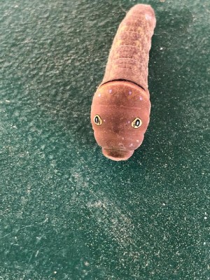 Brown Worm with Cartoon-like Yellow Eyespots is a Western Tiger Swallowtail Caterpillar