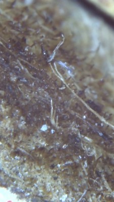 Woman Finds Microscopic Worms on Wood Laminate Floor with Moisture Problems