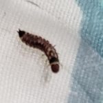 Brown and White-speckled Bug with Six Forelegs and a Pronged Rear is a Beetle Larva