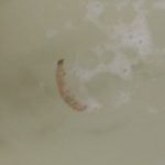 White Worm Found in Toilet Bowl is Likely a Larva and Not a Parasite